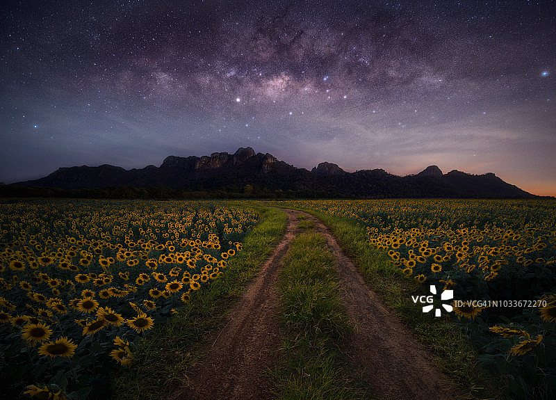 繁星点缀的巨型向日葵田野夜景图片素材
