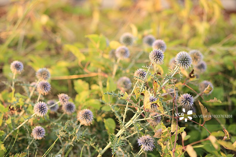 法国德龙普罗旺斯日落时分的野花，2018年8月，乡村的夏天图片素材