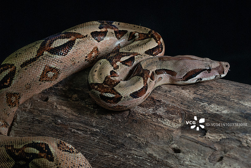 黑色背景上孤立的缅甸蟒蛇图片素材