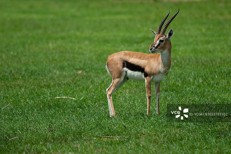 站在草地上的汤氏瞪羚图片素材