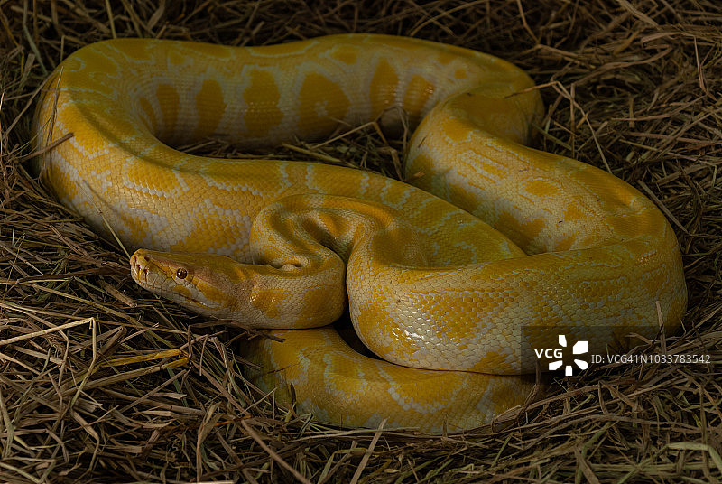 缅甸蟒盘绕图片素材