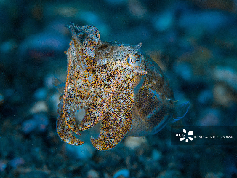 地中海乌贼图片素材