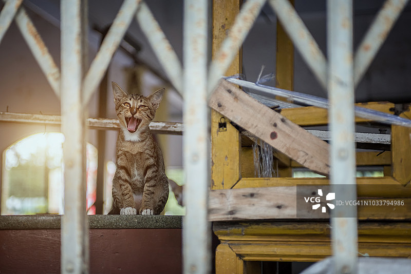 街上的猫图片素材