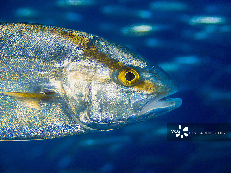 高体鰤图片素材