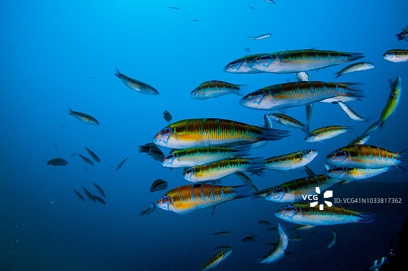 鹦鹉鱼的繁殖图片素材