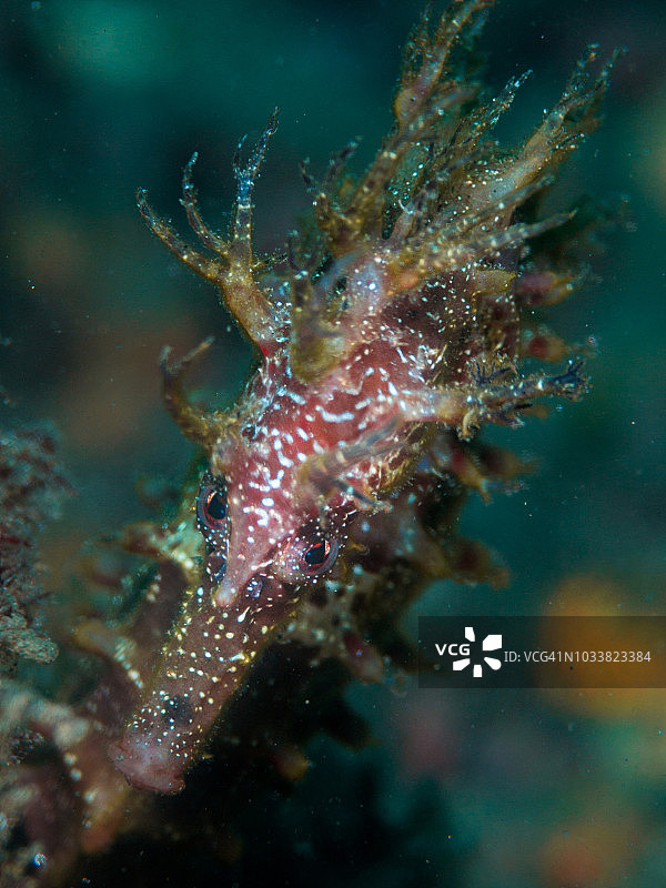 长吻海马图片素材