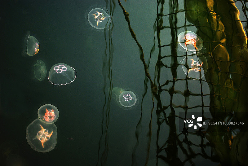 水母与水下幽灵船图片素材