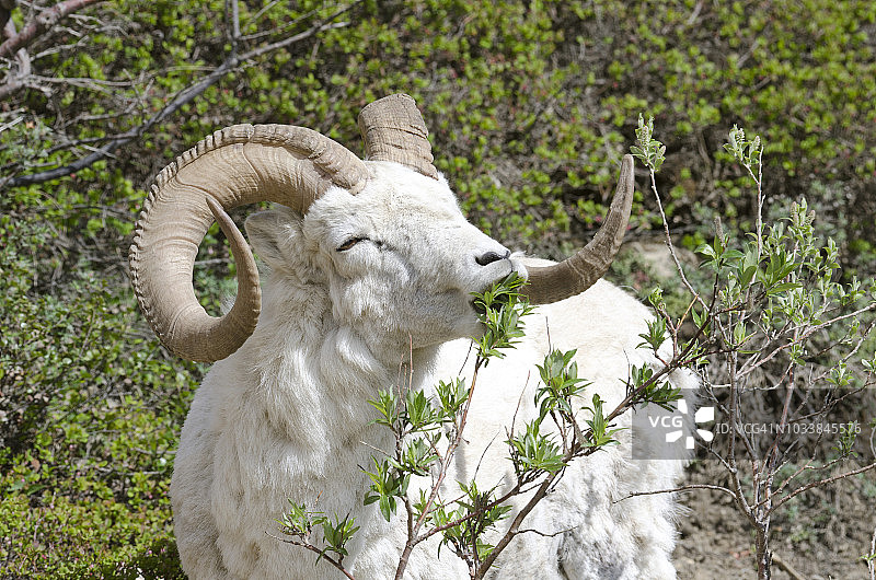 阿拉斯加德纳里国家公园道尔绵羊啃食柳叶图片素材