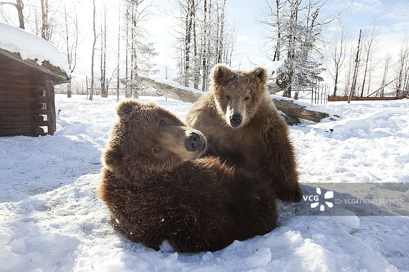 阿拉斯加野生动物保护中心雪地里玩耍的两只圈养科迪亚克棕熊（冬季）图片素材