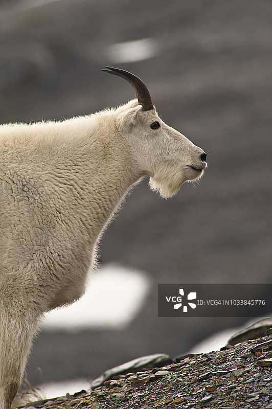 山羊在阿拉斯加南部基奈峡湾国家公园冰川附近吃草图片素材