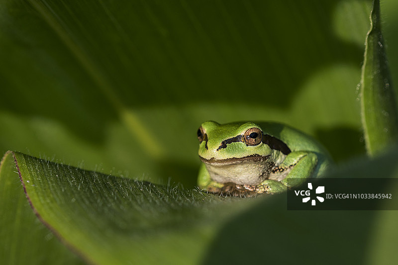 在太平洋西北地区，树蛙栖息在植物上守护着花园图片素材