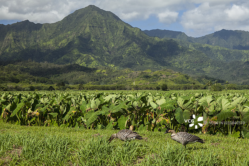 夏威夷雁和芋头田，哈纳莱国家野生动物保护区图片素材