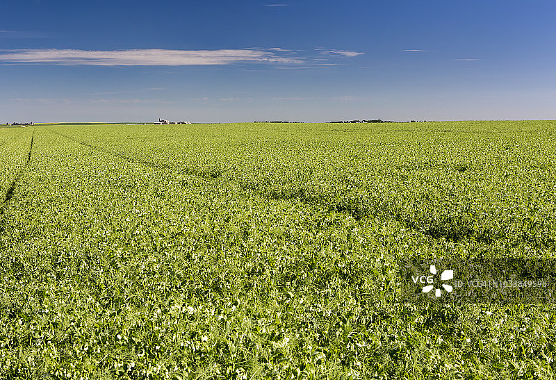 蓝天白云下的盛开的豌豆田图片素材