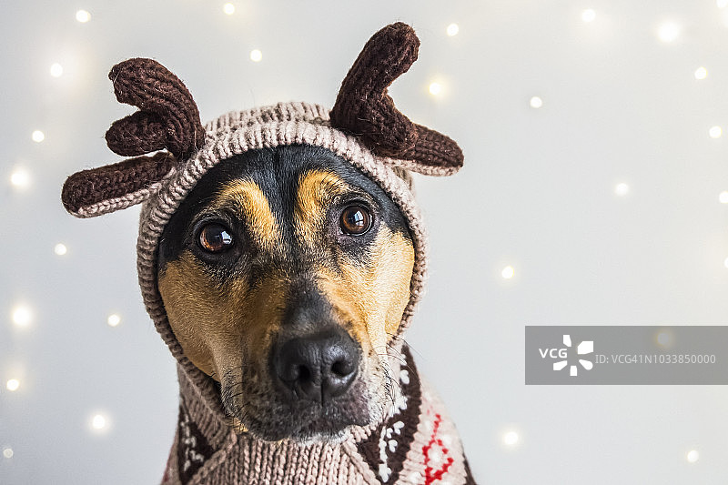 戴着驯鹿毛衣和带角帽衫的狗狗的圣诞肖像照图片素材