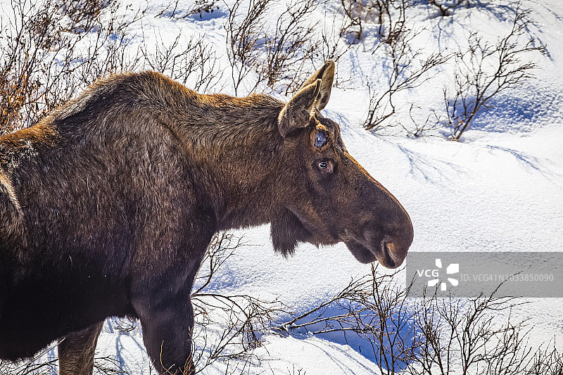 阿拉斯加中南部楚加奇州立公园，雪地里没有角的驼鹿（alces alces）特写图片素材