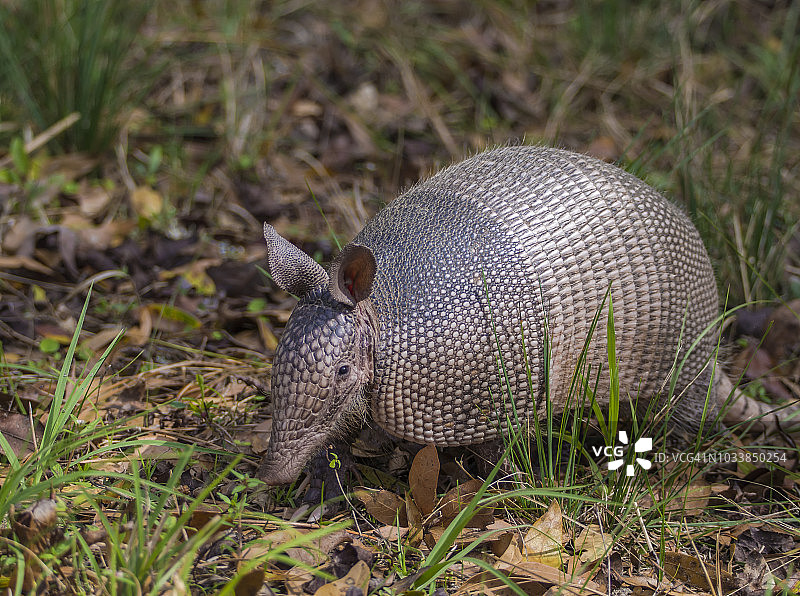 在森林过渡带灌木丛中漫步的九带犰狳图片素材