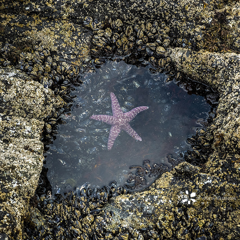 温哥华岛弗洛伦西亚湾长滩，粉色海星漂浮在小潮池中图片素材