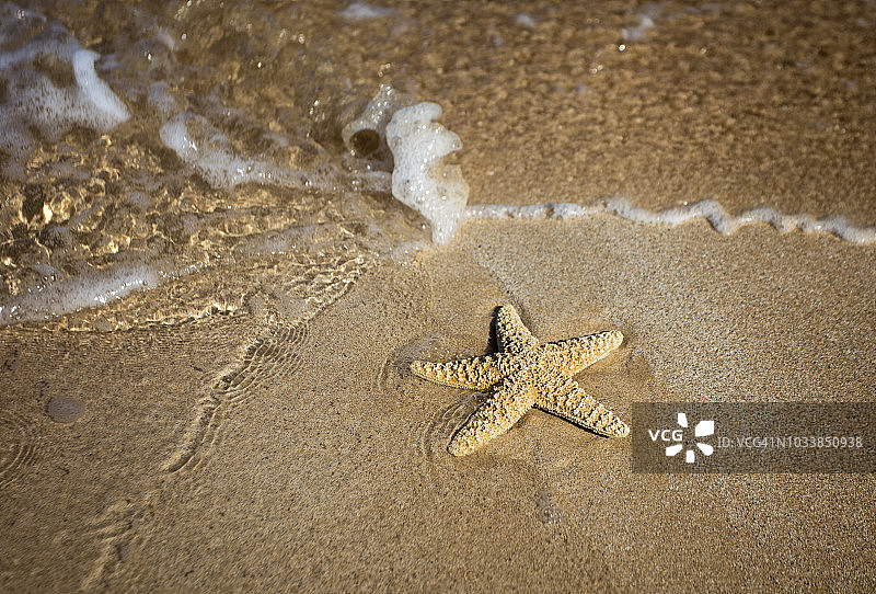 海滩上的海星和海浪特写图片素材
