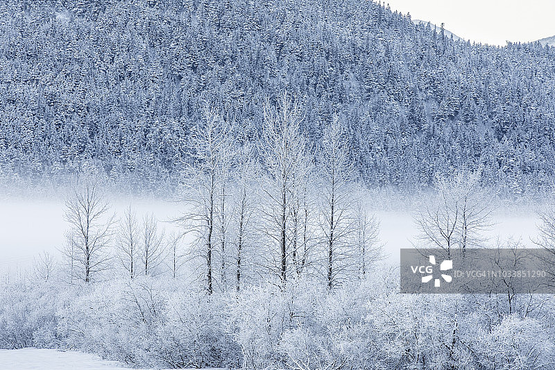 冬季阿拉斯加中部桦树上的霜图片素材
