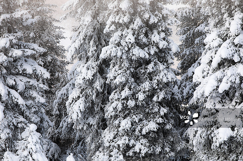 浓密的云杉林覆盖着一层新雪，特纳根隘口，基奈半岛，阿拉斯加中南部图片素材