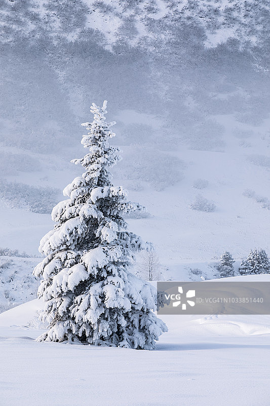 阿拉斯加克奈半岛：雪山前覆盖着白雪的单棵云杉树图片素材