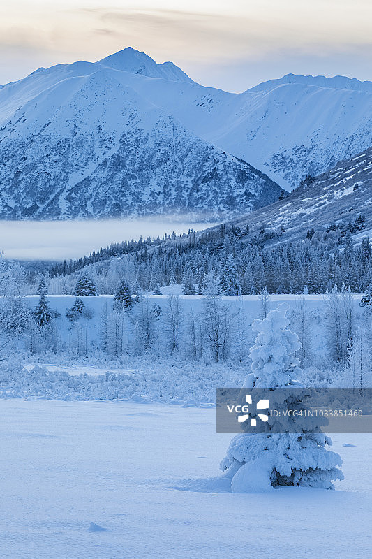 阿拉斯加基奈半岛的雪地云杉图片素材