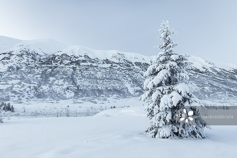 阿拉斯加基奈半岛的雪地云杉图片素材