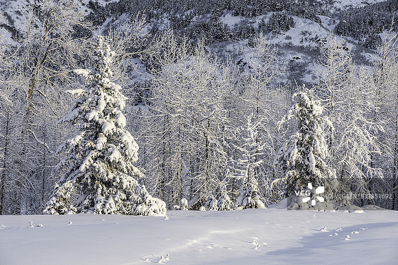 夕阳下阿拉斯加基奈半岛的雪覆云杉树和桦树林图片素材