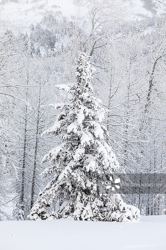 特纳甘隘口，阿拉斯加中南部基奈半岛，雪地上的一棵云杉树图片素材