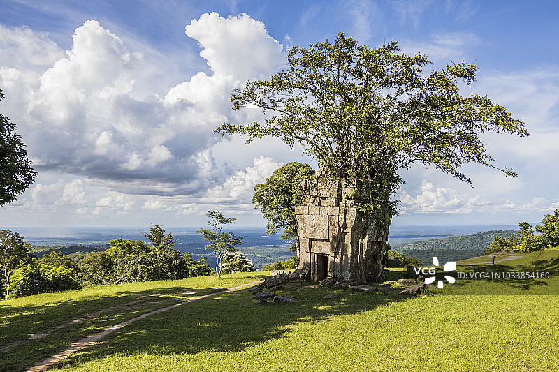 柏威夏寺的塔楼上生长的无花果树图片素材