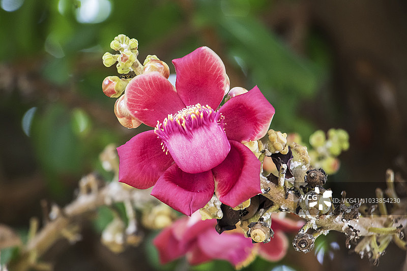 炮弹树花图片素材