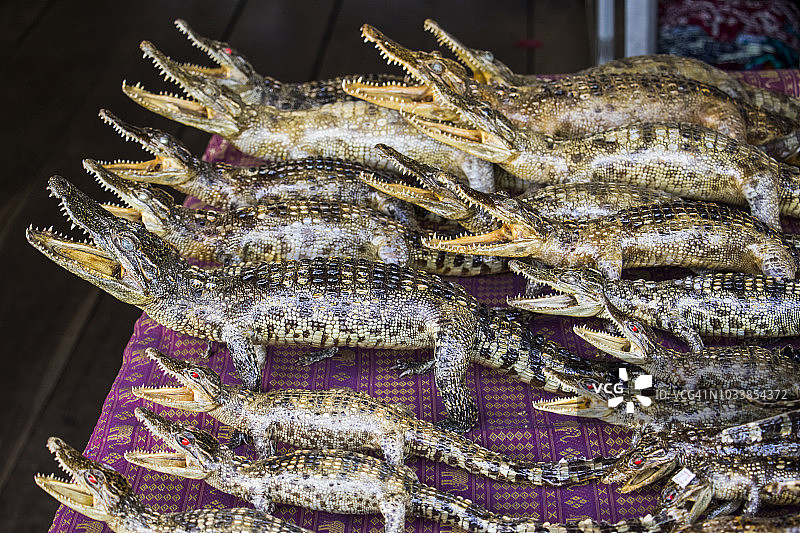 洞里萨湖的酿暹罗鳄图片素材