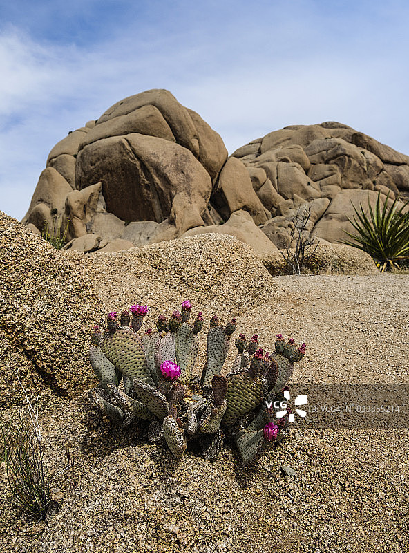 约书亚树国家公园晚春时节盛开的仙人掌（Opuntia Basilaris）图片素材