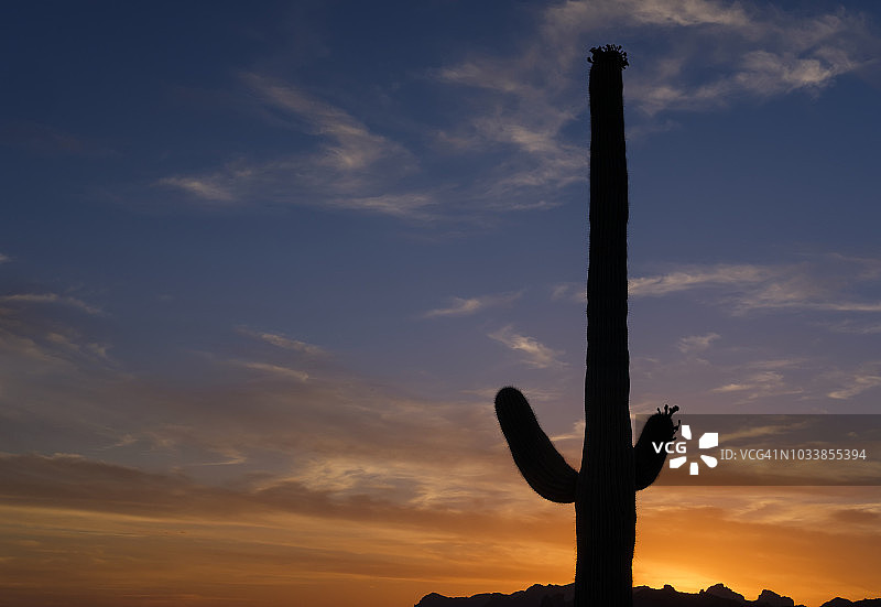 迷失的荷兰人州立公园的仙人掌图片素材