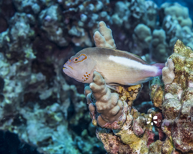 科纳海岸附近的弧眼鹰鱼（Paracirrhites arcatus）栖息在指状珊瑚（Porites compressa）上图片素材