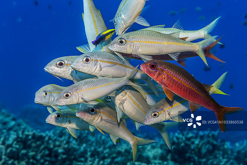 黄条和黄鳍山羊鱼群聚在夏威夷清洁隆头鱼清洁站图片素材