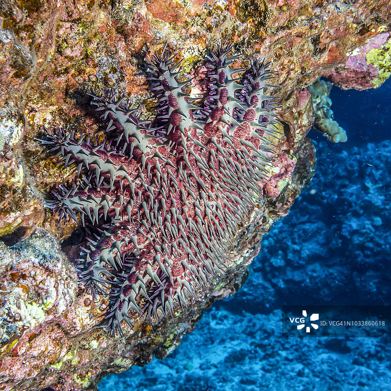 棘冠海星栖息在科纳海岸熔岩管入口附近图片素材