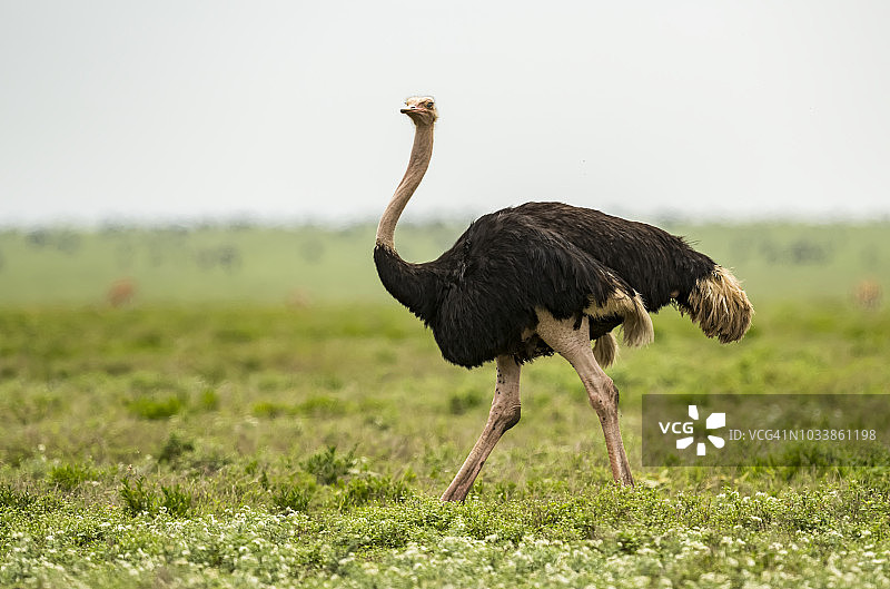 雄性鸵鸟在塞伦盖蒂国家公园茂盛的草原上行走图片素材