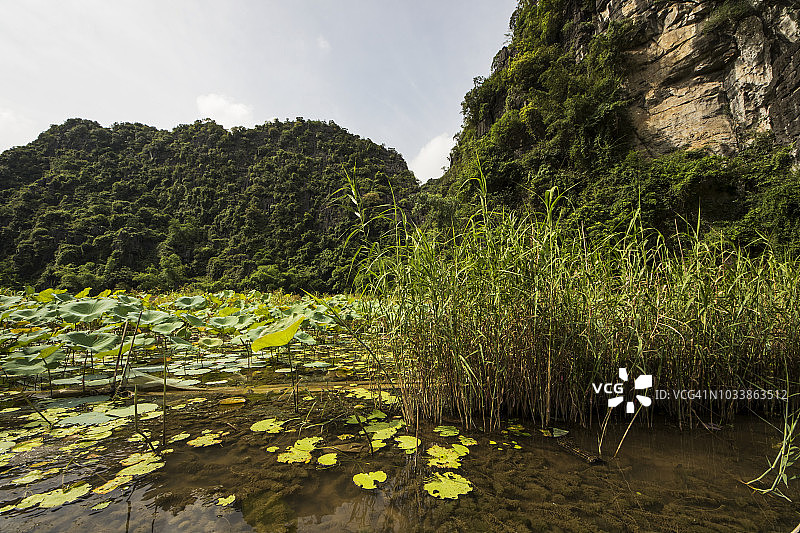 睡莲(睡莲科)在非政府洞河周围的石灰岩喀斯特山脉图片素材