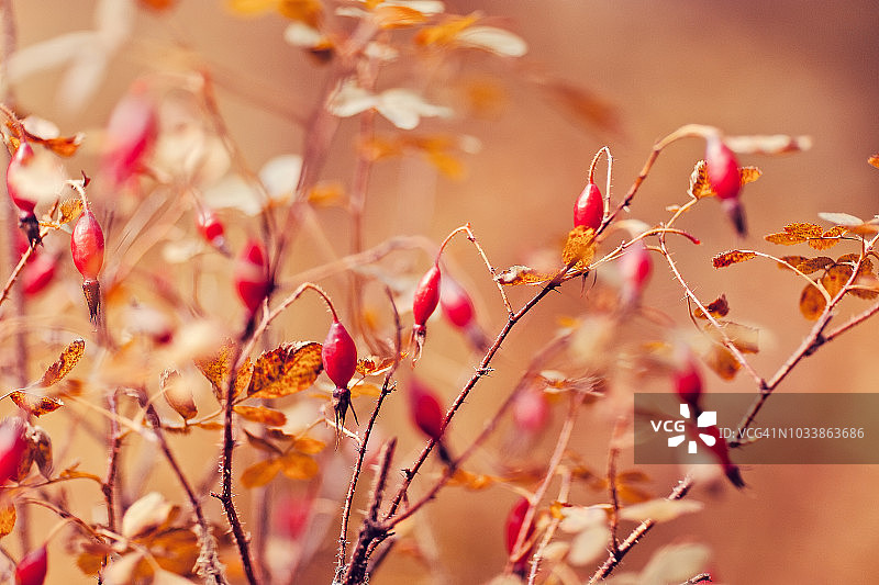 阳光明媚的秋日，野外蔷薇果灌木丛图片素材
