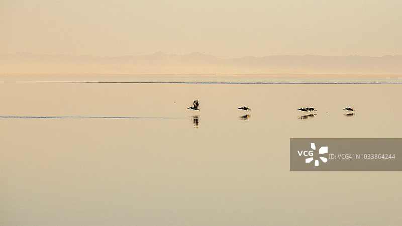 水面映衬着低飞的鹈鹕图片素材
