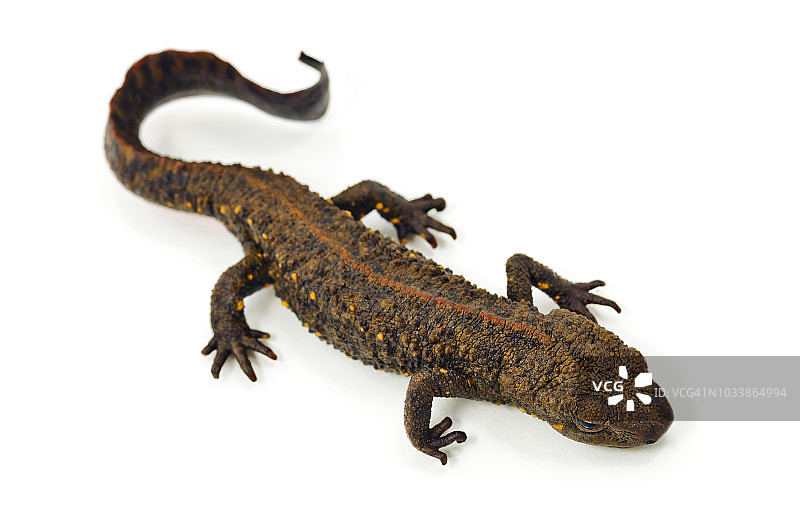 白色背景下，褶皱的日本红腹蝾螈腹部图片素材