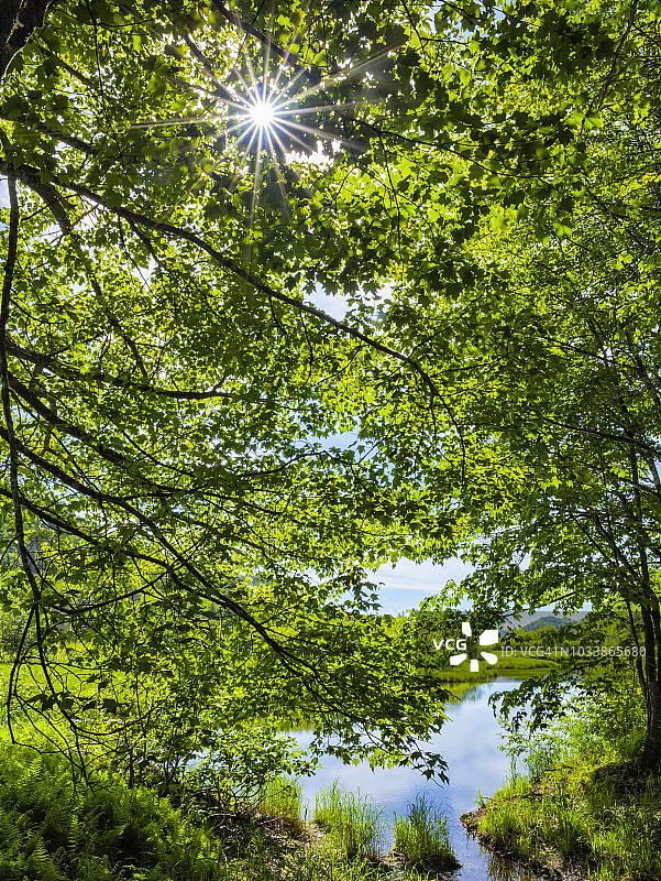 穿过圣玛丽河沿岸枫树的阳光图片素材