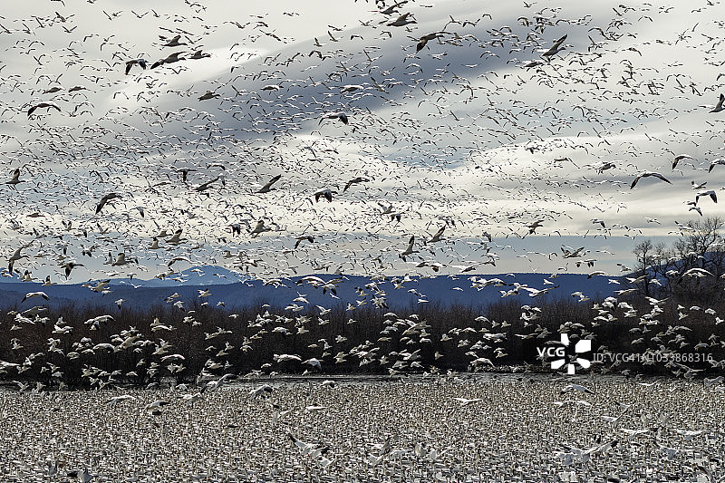 克拉马斯盆地国家野生动物保护区内的大雁迁徙图片素材