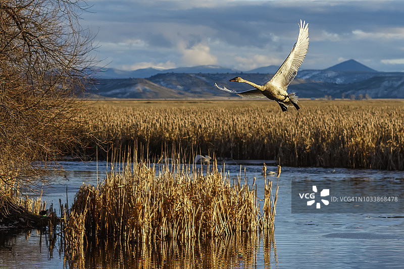 克拉马斯盆地国家野生动物保护区起飞的小天鹅图片素材