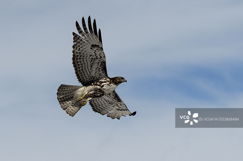 飞行中的红尾鵟（Buteo jamaicensis），克拉马斯盆地国家野生动物保护区图片素材