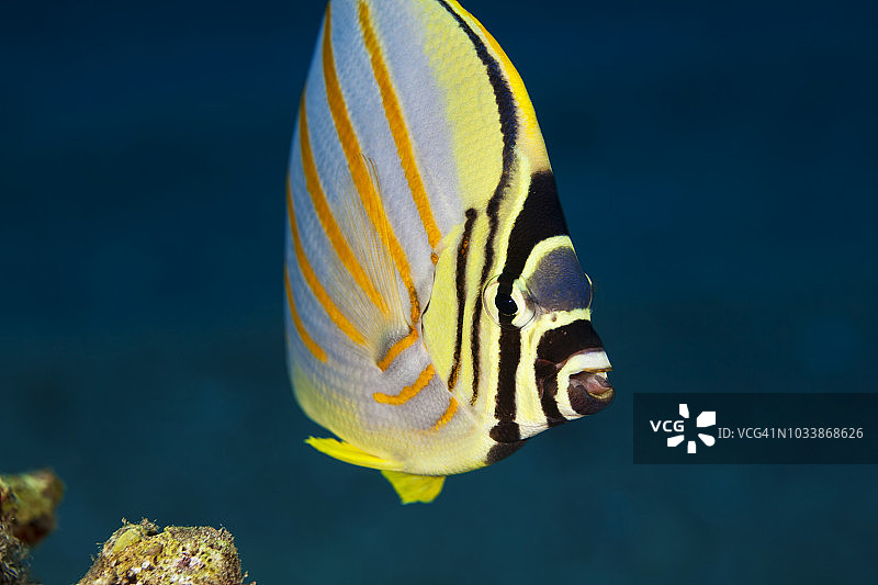 精美蝴蝶鱼的特写图片素材