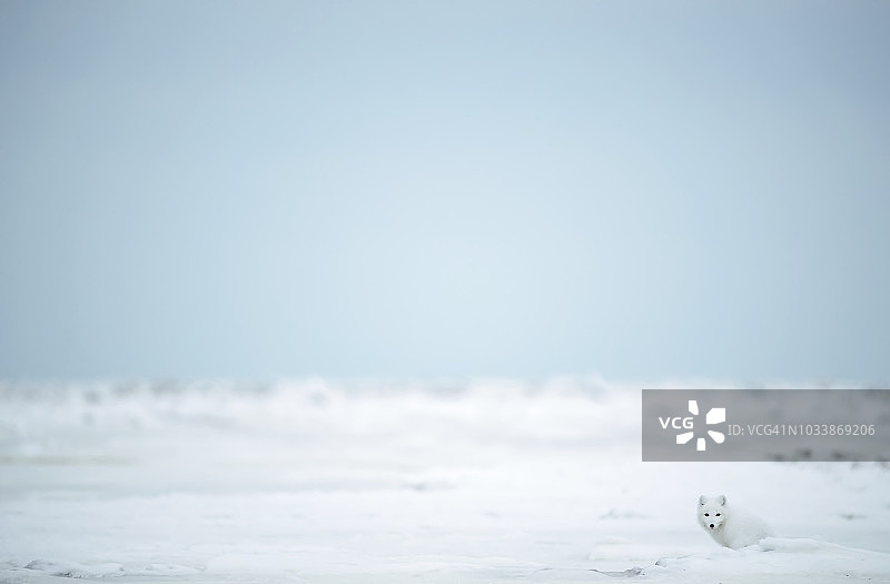 哈德逊湾沿岸雪地里的北极狐图片素材