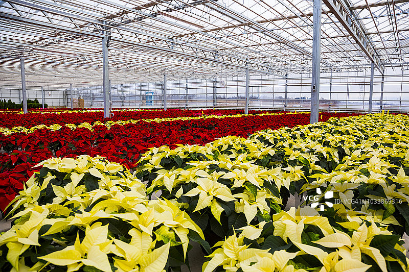 温室中种植的彩色圣诞花图片素材