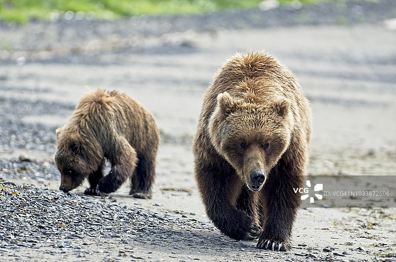 卡特迈国家公园，棕熊教幼崽挖蛤蜊图片素材